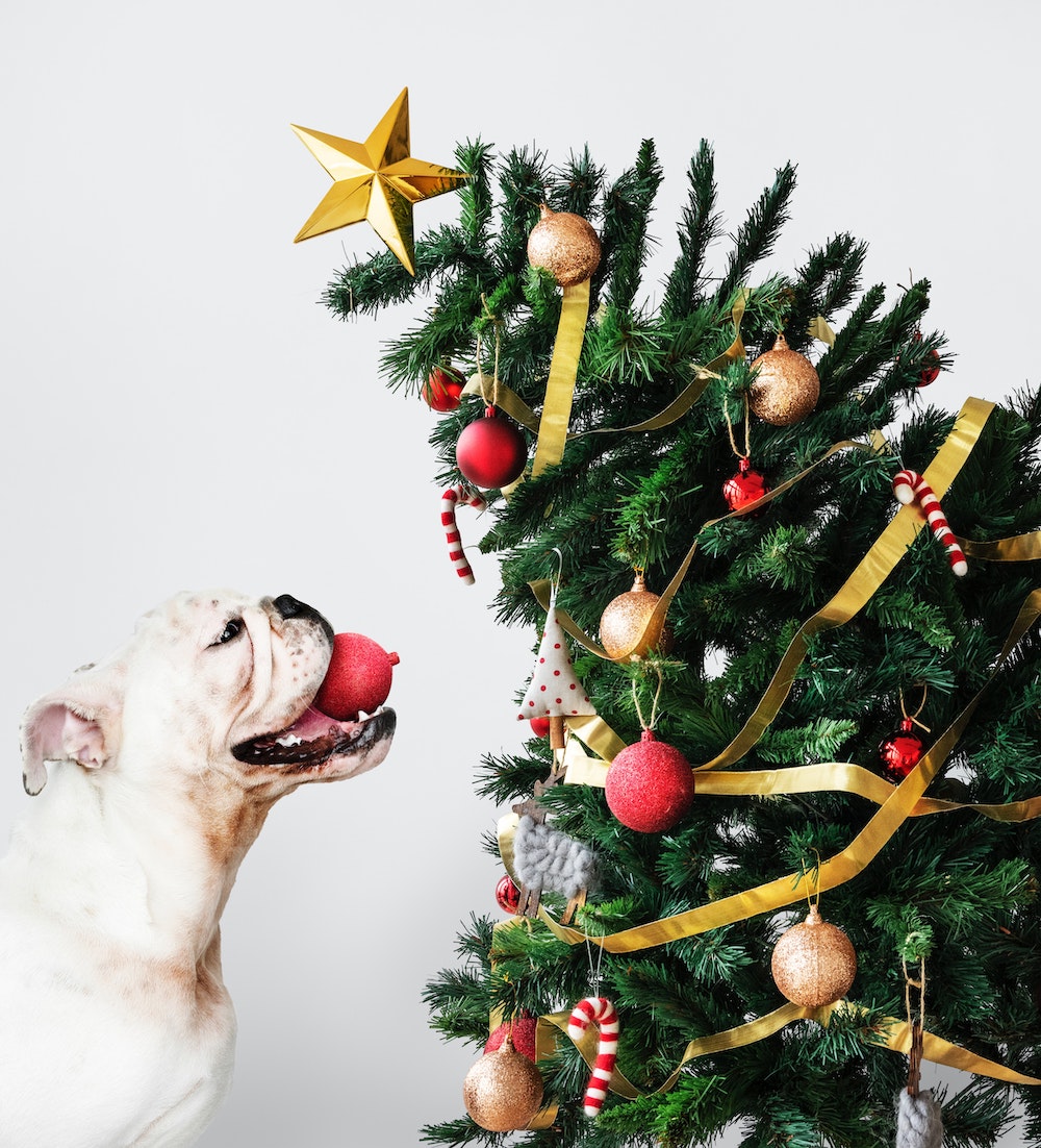 Dog and christmas tree