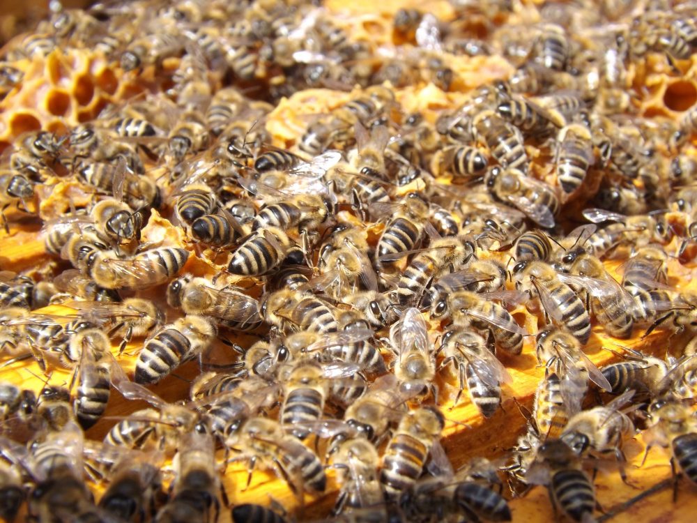 Bees