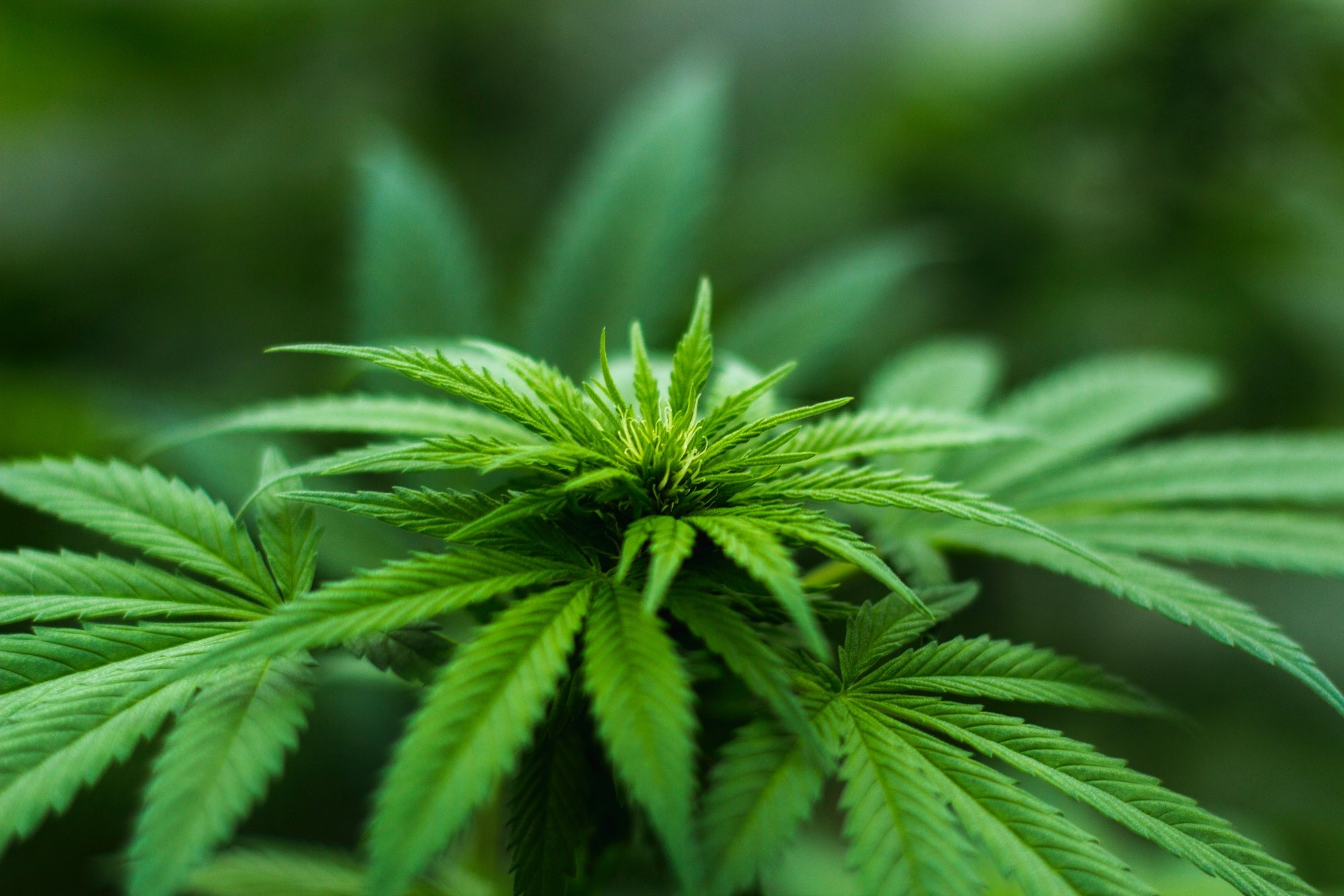 4/20 Is High Time To Think About Marijuana & Taxes | Taxgirl # marijuana