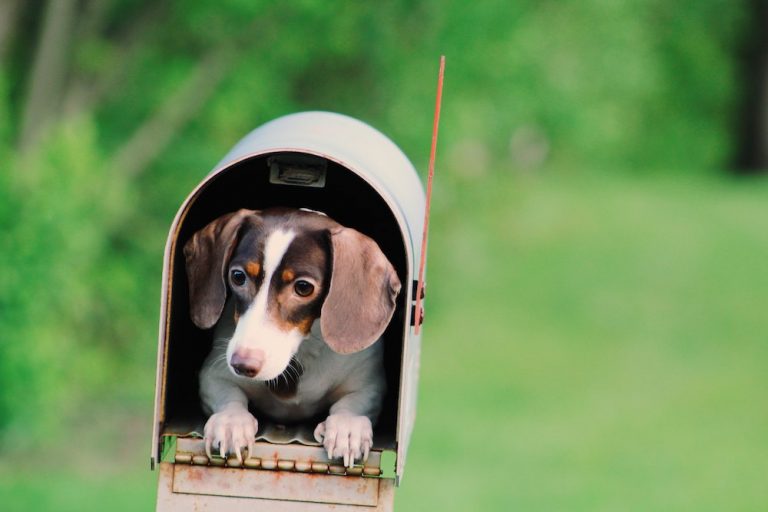 puppy in a mailbox