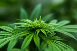 Bill To Decriminalize Marijuana For Federal Purposes Passes House