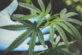 Cannabis Taxes: How The IRS Is Handling The Cannabis Industry