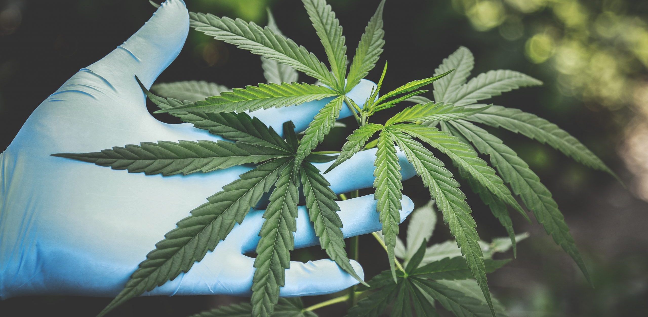 Marijuana plant