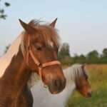 Horses