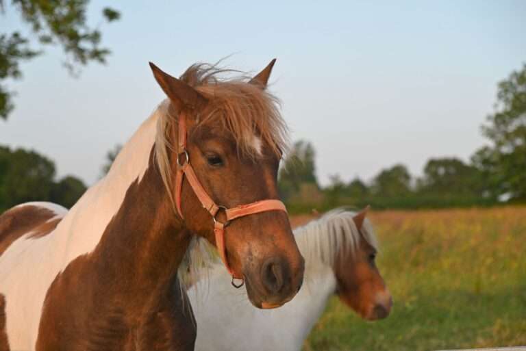 Horses