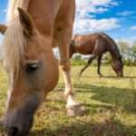 You be the tax judge the verdict on a money losing horse business | taxgirl Horses on a farm
