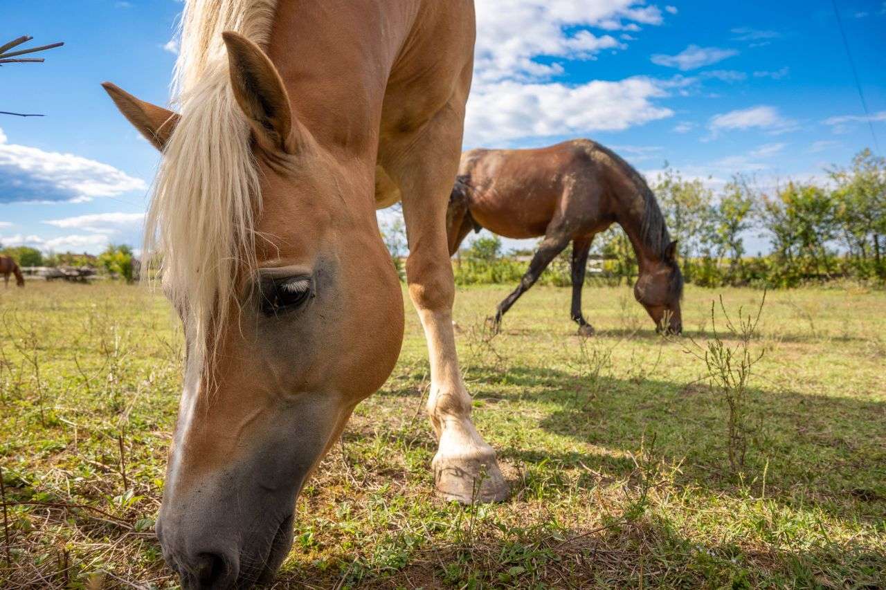 Horses on a farm